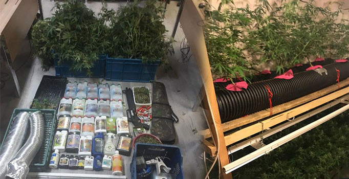 Sarıyer'de apartman dairesinde uyuşturucu serası: 2 kişi tutuklandı