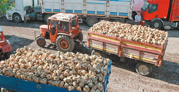 Şekerin 21 dönümü ihale ile özelleşecek