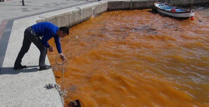 Bandırma'da alg patlaması denizin rengini değiştirdi (Alg patlaması nedir?)