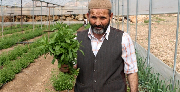 'Şeker otu' diyabetlilere umut oldu