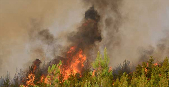 Bursa'da 1 hektarlık orman kül oldu