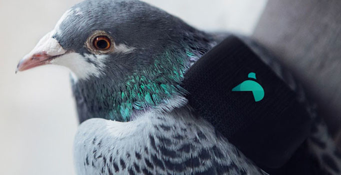 Hava kirliliği seviyesini tweet atan güvercinler