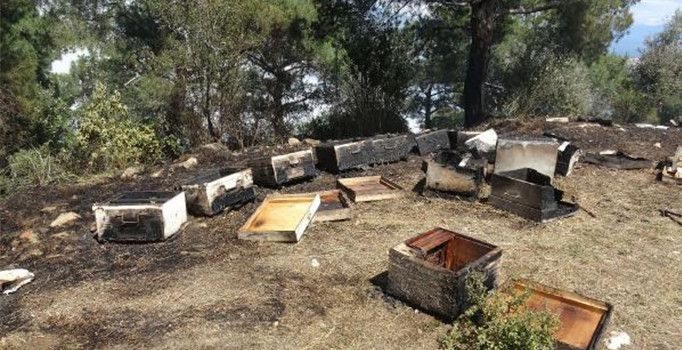 Zeytinlikte çıkan yangın, ormana sıçramadan söndürüldü