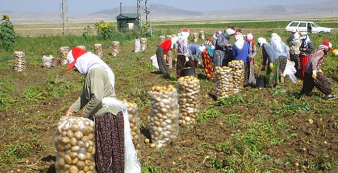 Patates üreticisinde ithalat endişesi