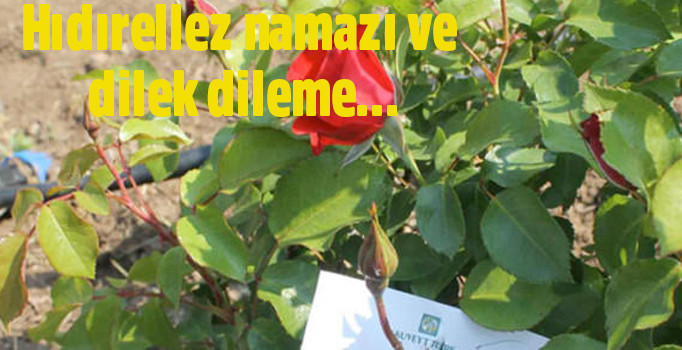 Hıdırellez günü neler yapılır? Hıdırellez duası ve namazı | Dilek dileme nasıl olur?