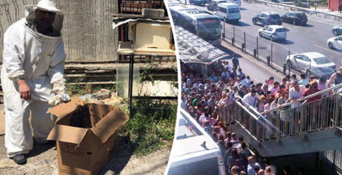 İstanbul'da arı paniği! Kadıköy'den sonra Mecidiyeköy...