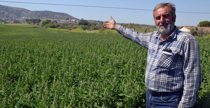 Oğlu internetten buldu: Çiftçinin yeni gözdesi artık kinoa