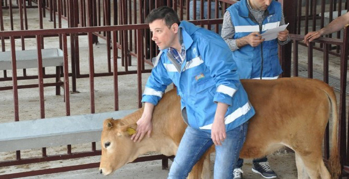 Gümüşhane’de genç çiftçilere 558 büyükbaş hayvan dağıtıldı