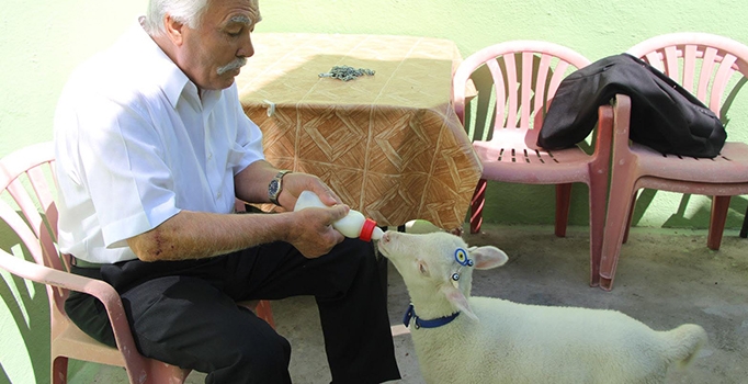Biberonla beslediği kuzu yanından ayrılmıyor