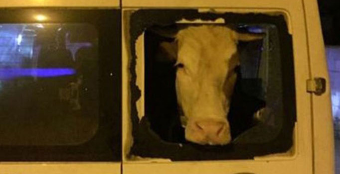 22 hırsızlık olayına karışan 7 zanlı operasyonla yakalandı