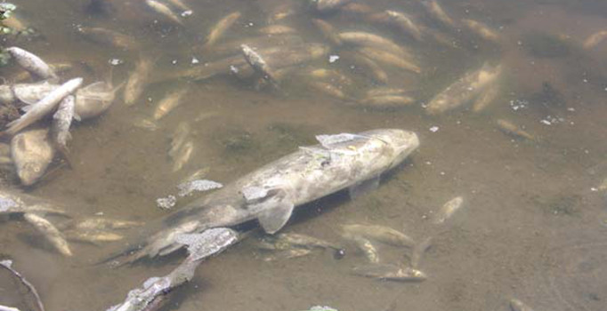 Yeşilırmak'ta insanı dehşete düşüren görüntü