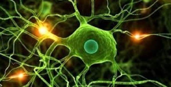 Oruç tutmak kök hücrelerin yenilenmesini hızlandırıyor