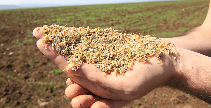 Buğday yerine kinoa üretti, Irak'a ihraç etti