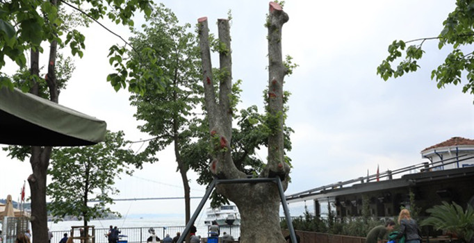 181 yıllık çınar ağacı toprağa tutundu