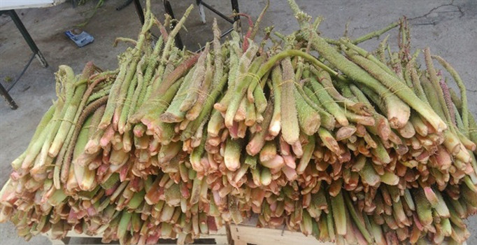 Uçkun 3 liradan tezgahlardaki yerini aldı