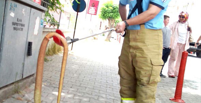 Şehir merkezinde korkutan görüntü: Yılan sandılar kertenkele çıktı