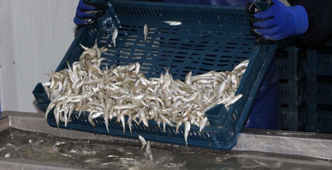 Türkiye’de rağbet görmeyen gümüş balığı Avrupa’da yok satıyor