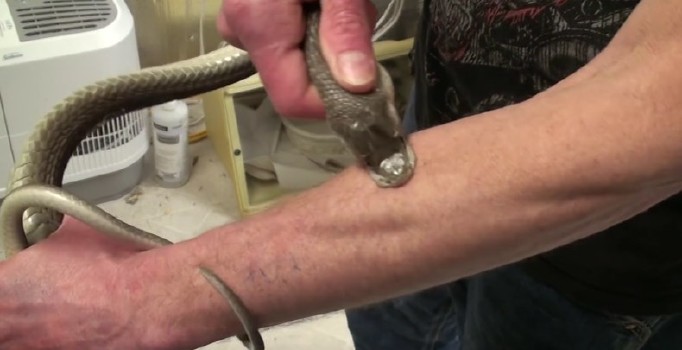 Doğru aşı için zehirli yılanların kendisini sokmasına izin veriyor