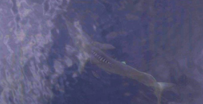 Turizm cenneti Marmaris'te köpek balığı