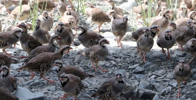 KKKA hastalığıyla mücadele için 12 bin keklik doğaya bırakılacak