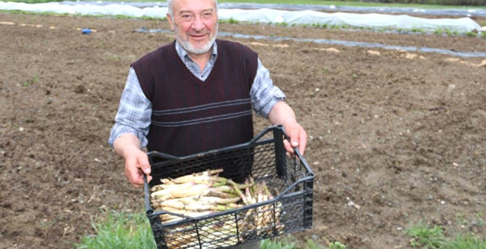 Köyüne dönen gurbetçi kuşkonmaz üretimine başladı