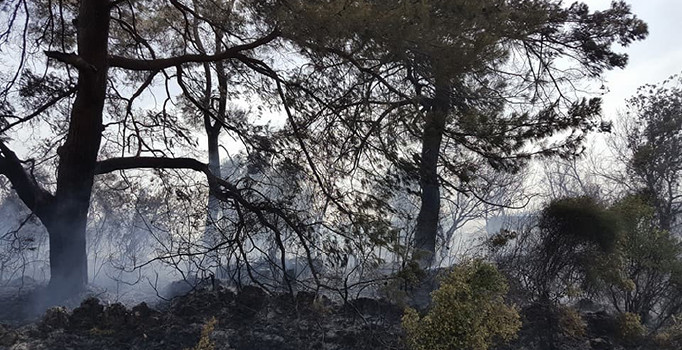 Antalya'da orman yangını