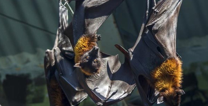 Dünya'da Nipah virüsü alarmı! Aşısı yok, direkt öldürüyor...