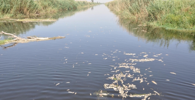 Ölü balıkları yiyen martılar da telef oldu