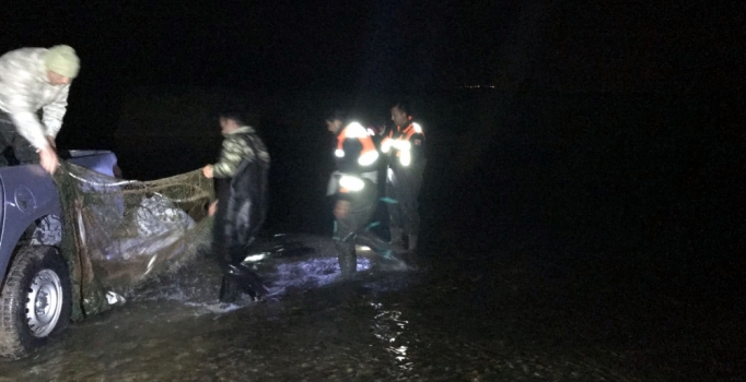 Van Gölü'nde kaçak avlanan 11 ton inci kefali ele geçirildi