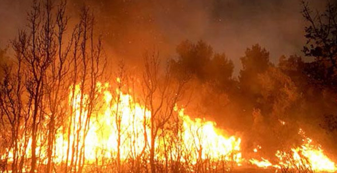 Muğla'da korkutan orman yangını