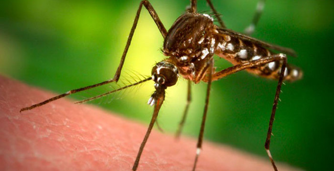 Bu yaz sivrisinekleri uzaklaştırmak için bitkilerin gücünü keşfedin!