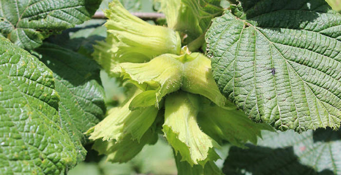 Fındık rekoltesinde ilk tahminler açıklandı