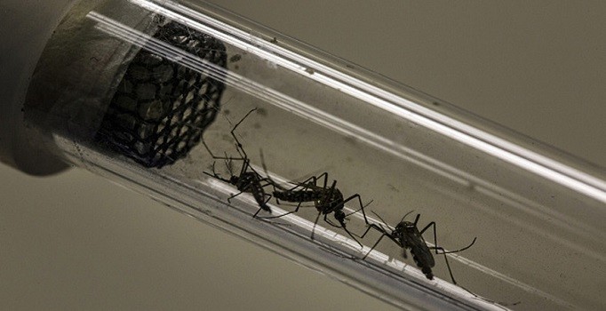 Sivrisinek yoksa çikolata da yok