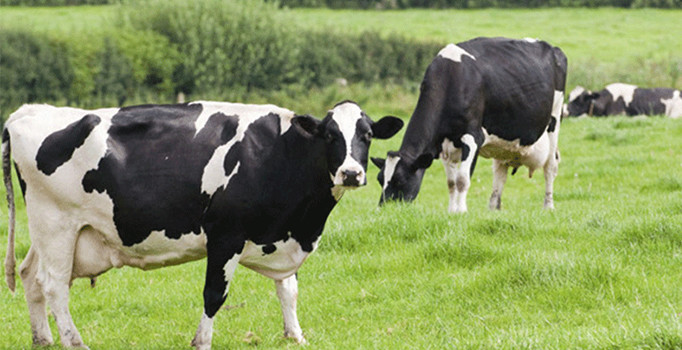 Gıda, Tarım ve Hayvancılık Bakanlığından "deli dana" açıklaması