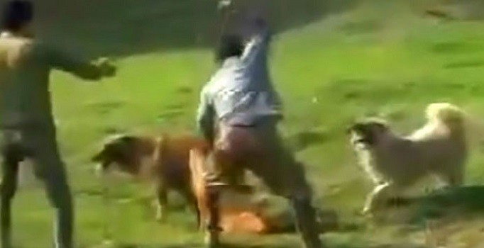 İran'da köpeğe işkence eden kişiye kırbaç cezası verildi