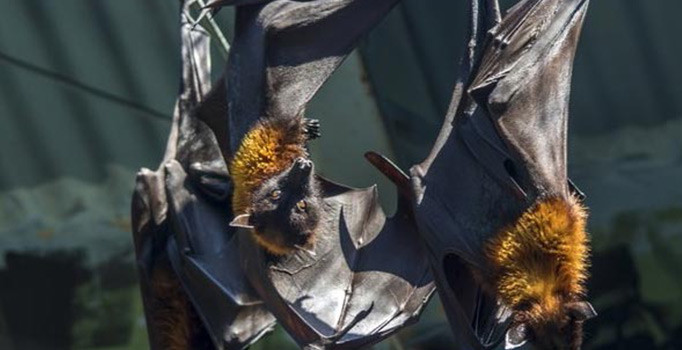 Hindistan'daki Nipah virüsü salgını: 13 ölü