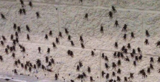 Fransa'da böcek kabusu! Karakol kapatıldı