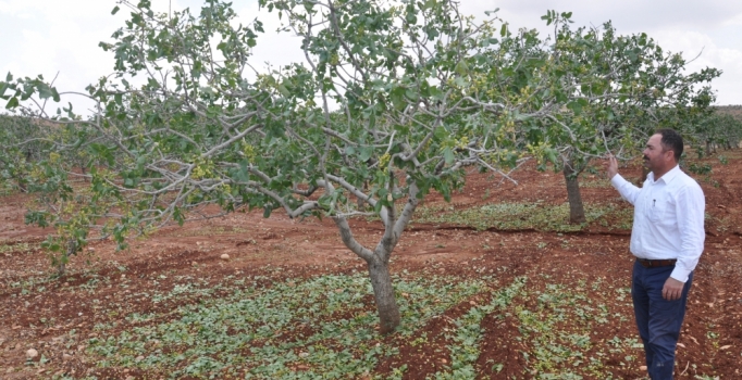 Gaziantep'te dolu, fıstık ve zeytin ağaçlarına zarar verdi