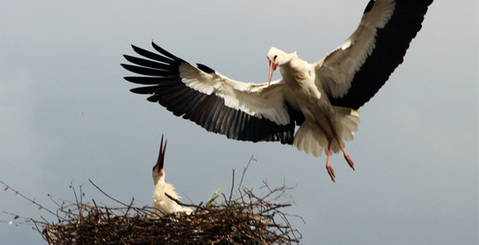 Atatürk Havalimanı'nda leylek sürülerine karşı uyarılar yapılıyor