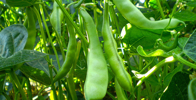 "Pazaryeri boncuğu" ilçeye milyonlarca lira kazandırıyor