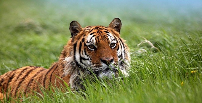 Kaplan nüfusu 100 yıl sonra ilk defa arttı