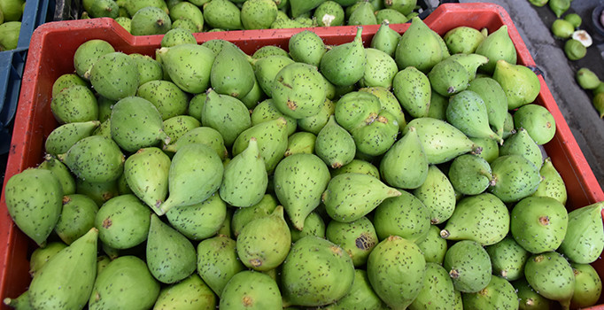 Aydın'da erkek incir satışı başladı