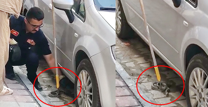 Yılan paniği! Her yerden çıkmaya başladılar