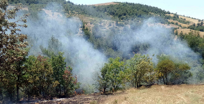 Manisa'da tarla yangını ormanlık alana sıçradı