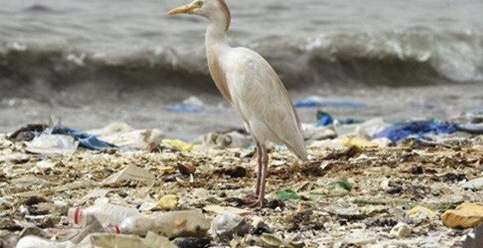 Endonezya'da iki İslami örgüte "plastik" çağrısı