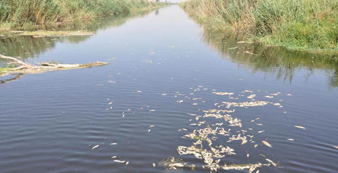 Aydın'daki toplu balık ölümlerinin nedeni ortaya çıktı