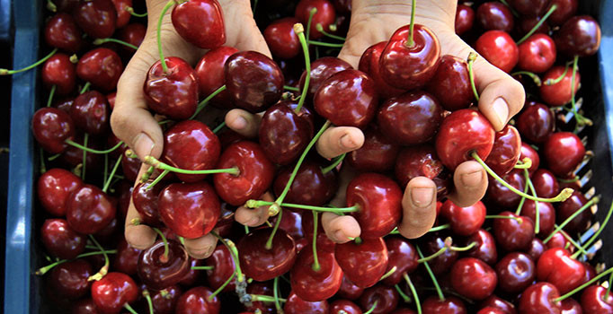 Kiraz üreticilerine ’Drosophila suzukii’ uyarısı