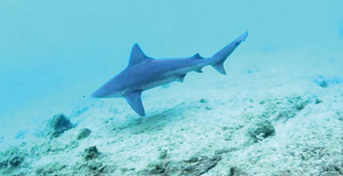 Ege Denizi’nde görülen köpek balıklarının sırrı ortaya çıktı