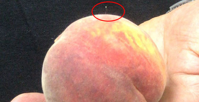 3 bin yılda bir açan Udumbara çiçeği, şeftalinin üzerinden çıktı