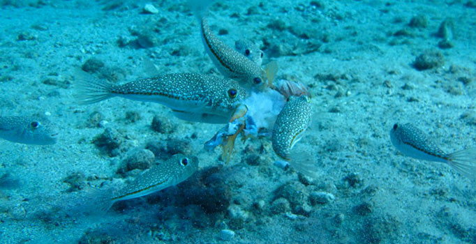 Çin’de güvercin başlı balık yakalandı